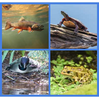 Four photos in a grid format of a brook trout, painted turtle on a log, common loon nesting, and Northern leopard frog. // Quatre photos en format quadrillé d'un omble de fontaine, d'une tortue peinte sur un tronc d'arbre tombé dans l'eau, d'un plongeon huard en train de nicher et d'une grenouille léopard.